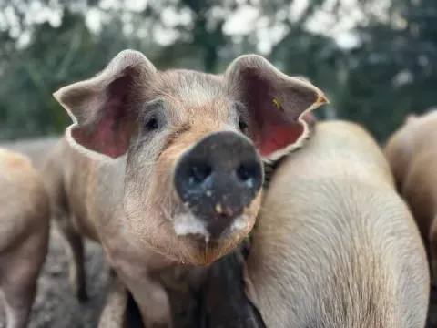 cochons ferme du Frouzet