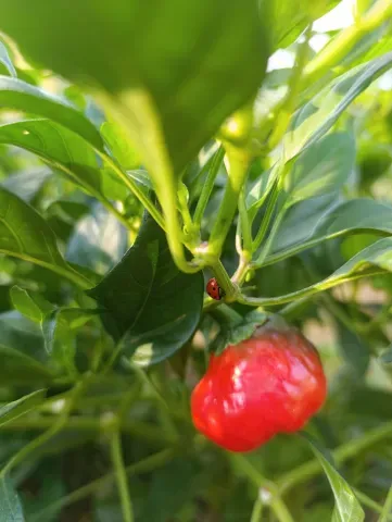  30. LPO-Piment.jpeg 