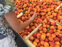 marché portiragnes marché portiragnes