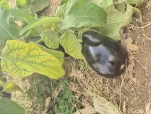 Aubergine Les Frenes Tourbes