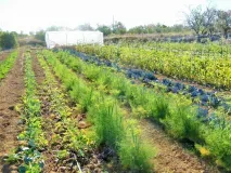 Potager Montagnac 1
