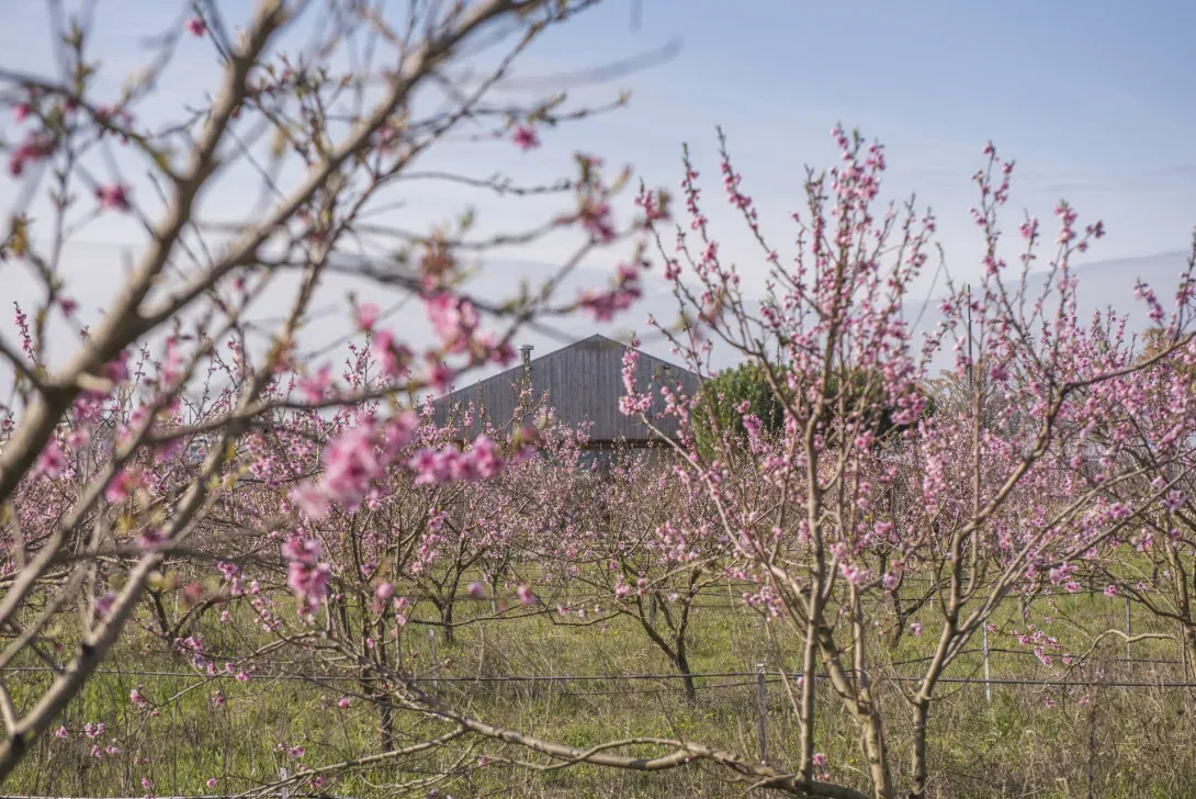 Verger - fleurs de cerisier