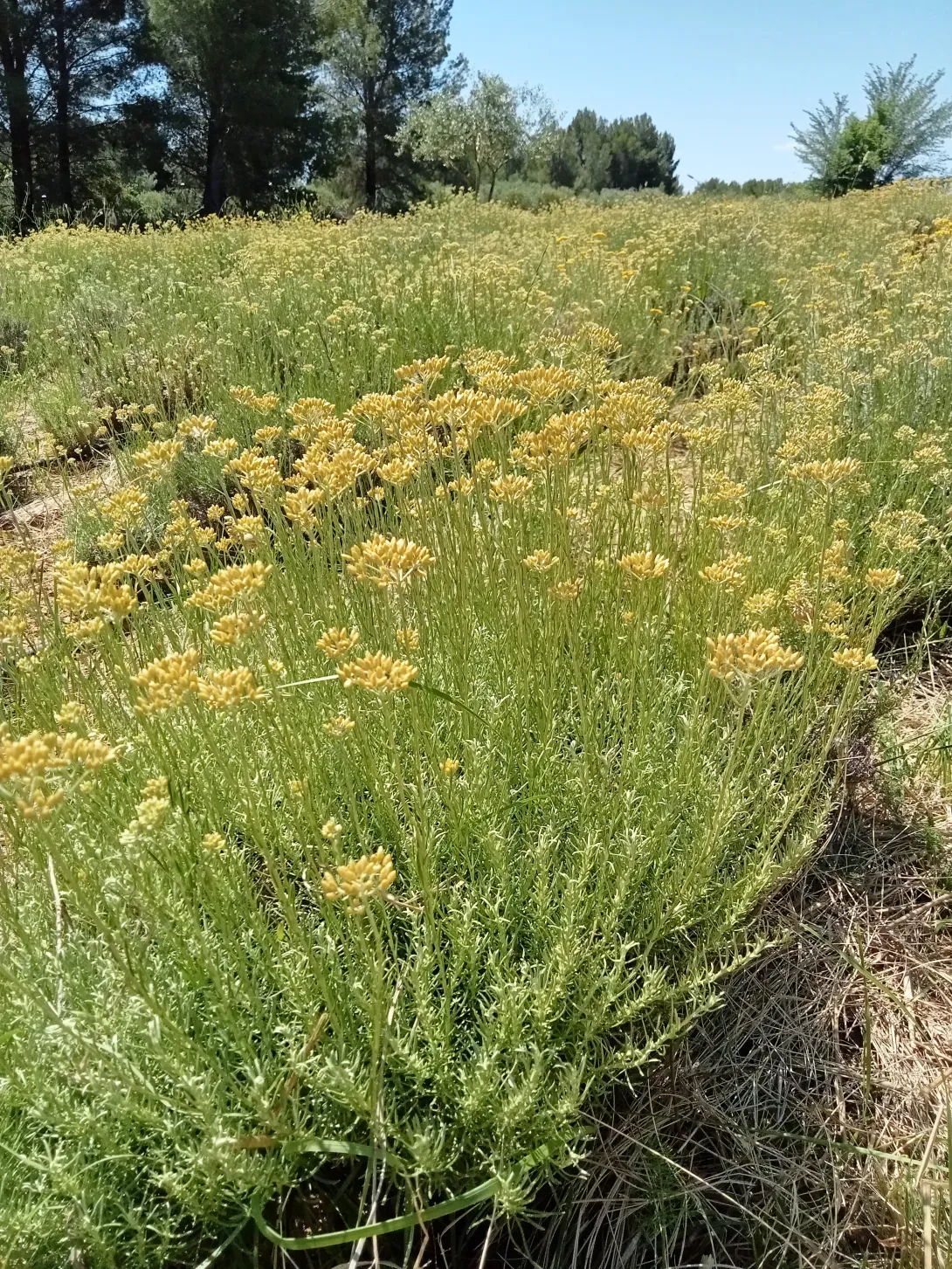 Mon champ d'Hélichryse italienne