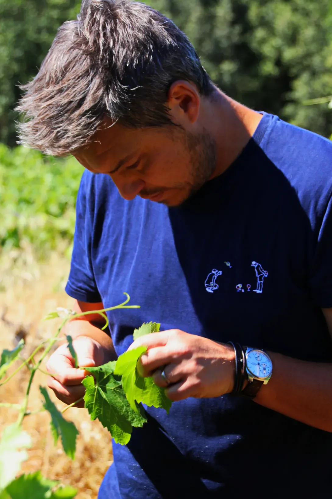 travail dans les vignes