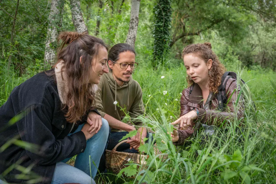 Partez découvrir les plantes sauvages avec moi !