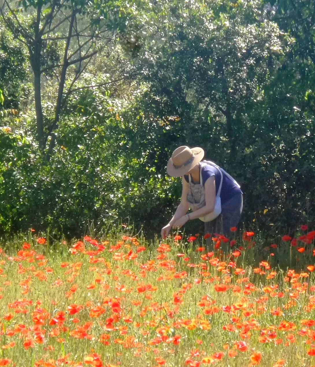 Cueillette du coquelicot