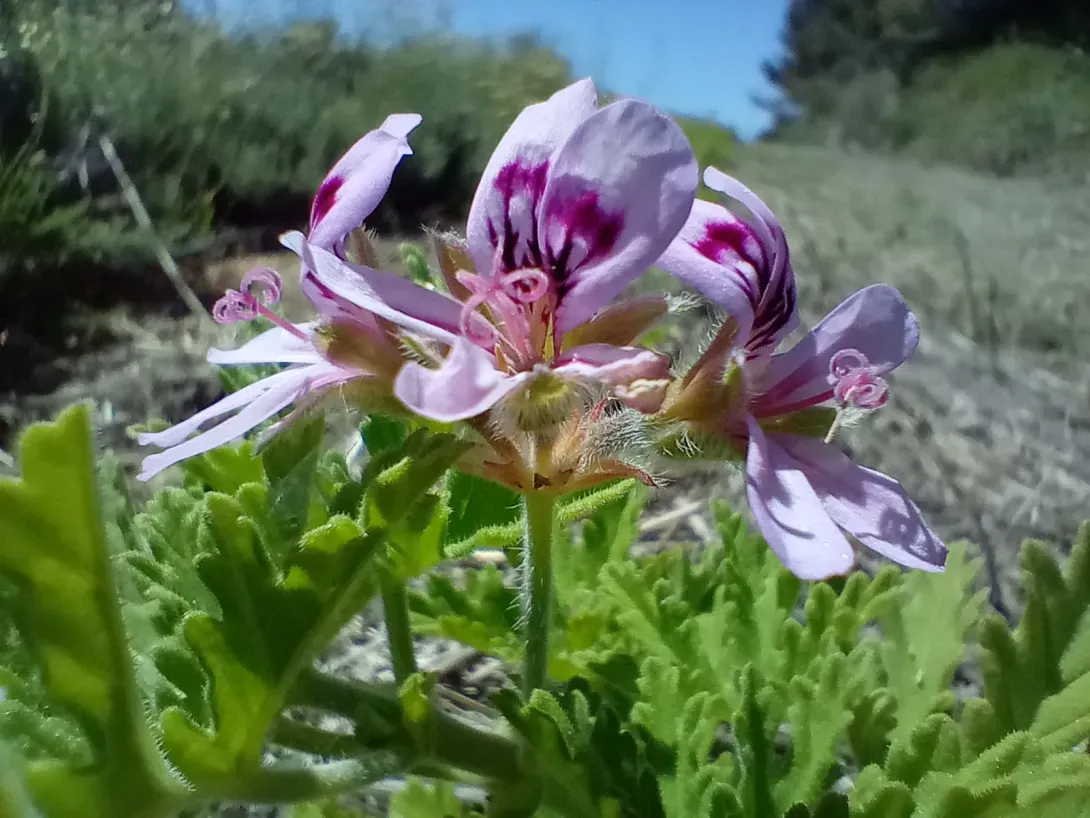 Geranium rosatHuile ess