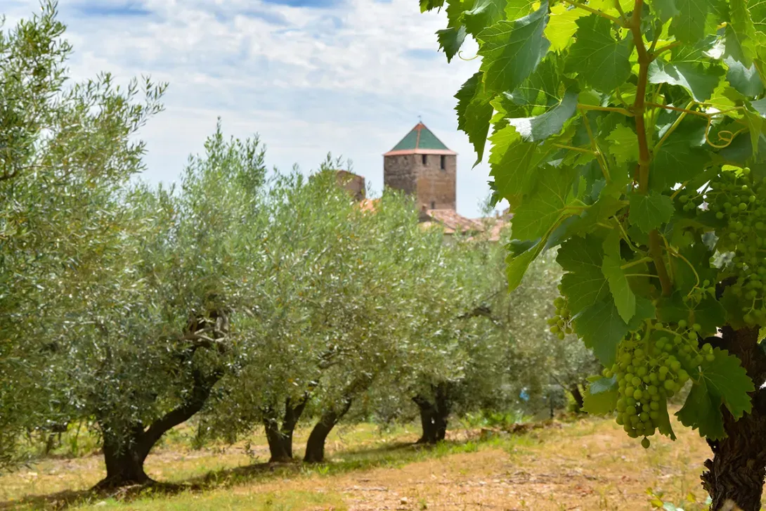 Entre vigne et oliviers