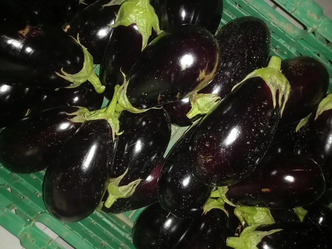 Aubergine 