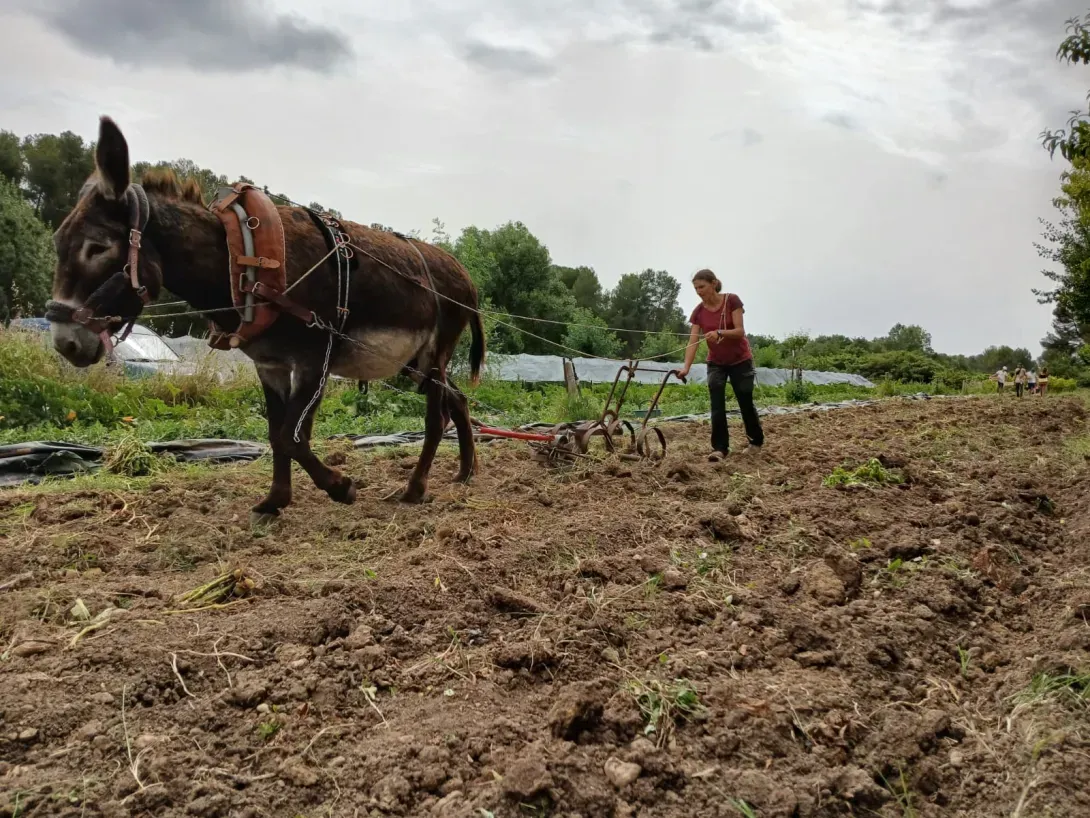 travail en traction animale