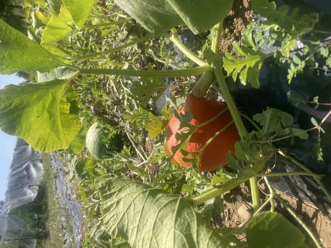 Association courge pastèque 