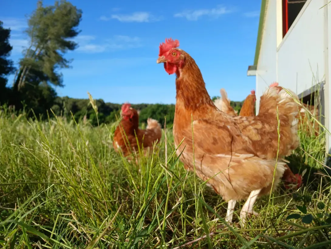 Poules pondeuses au pré