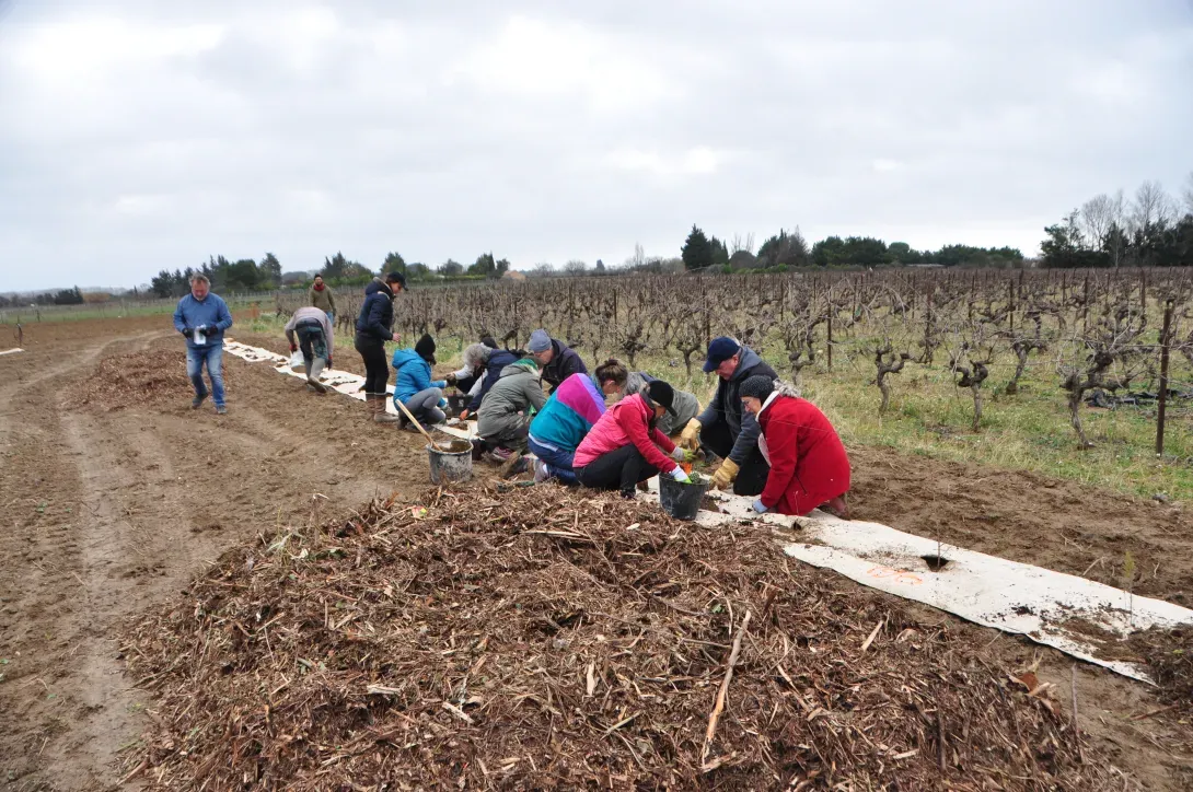 Plantation de haies de biodiversité