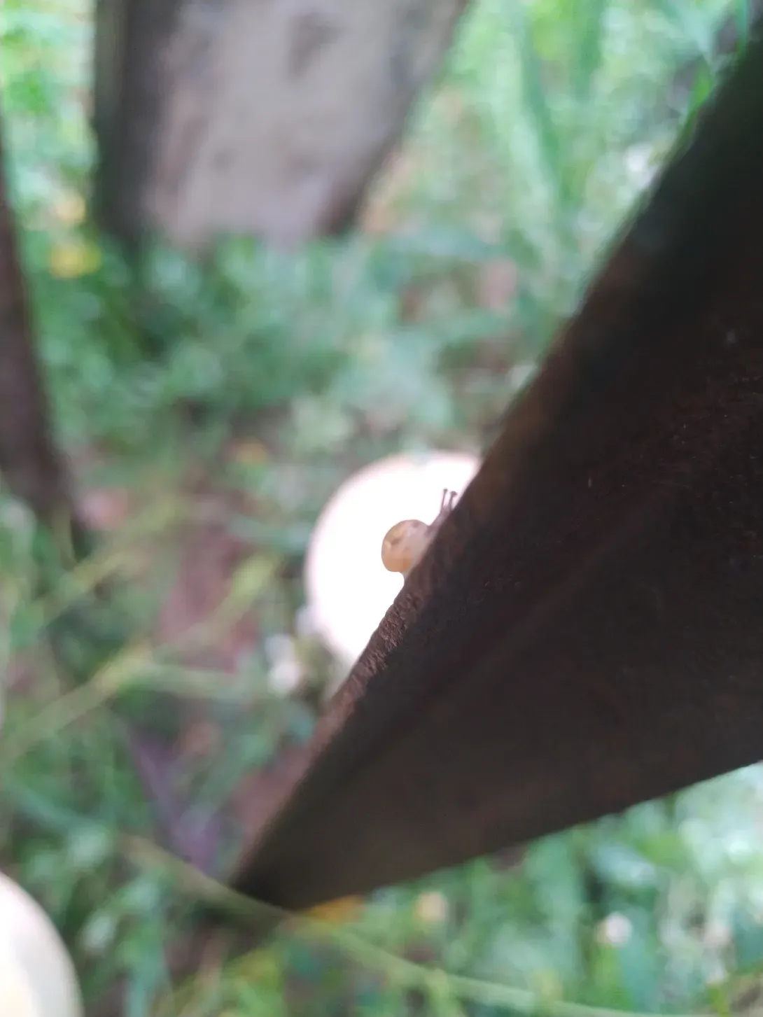 Escargot1