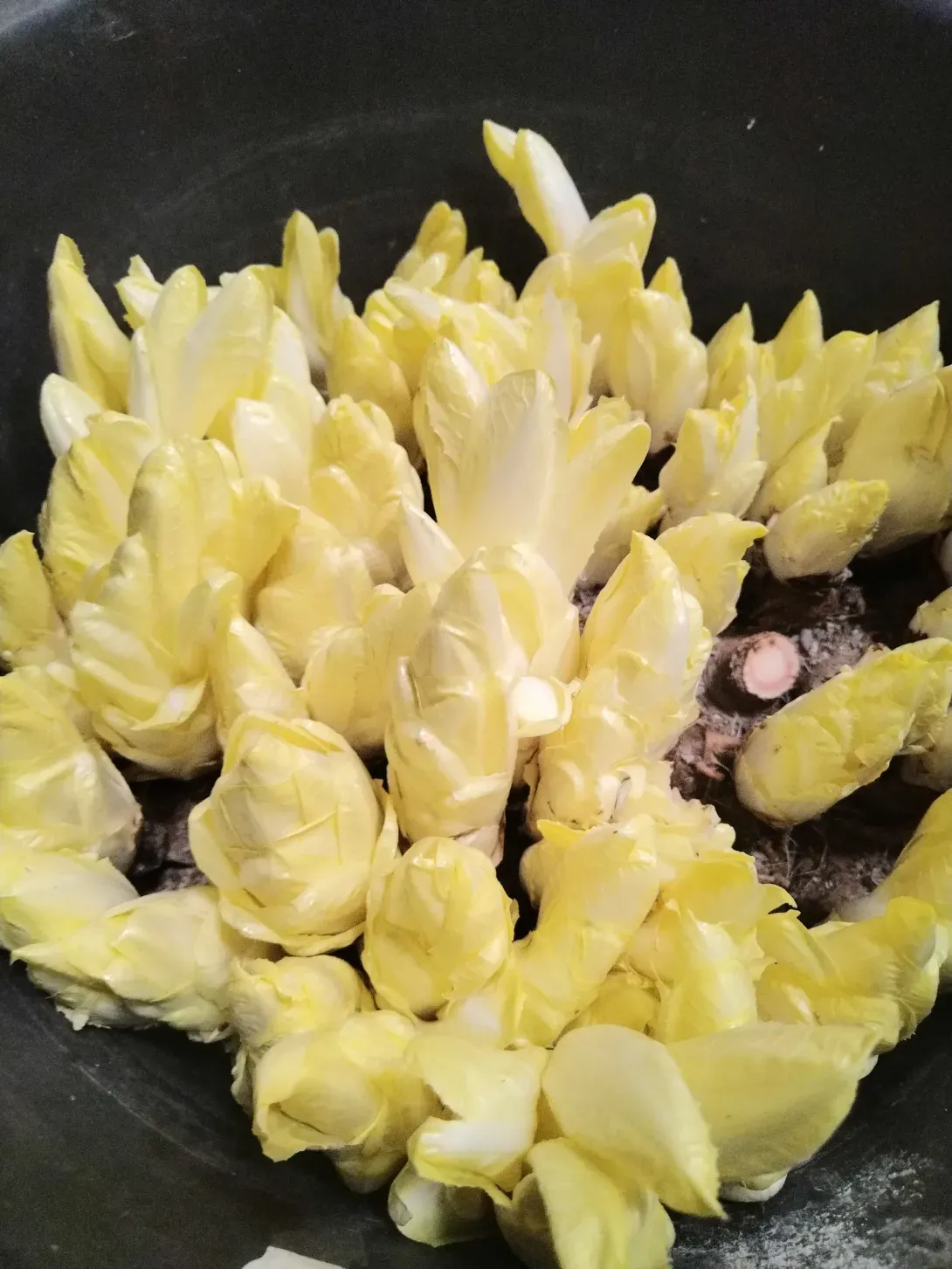 Endive