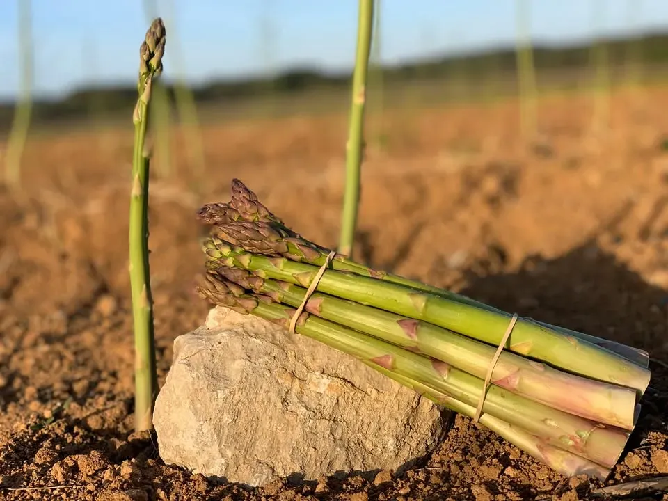 Asperges Guirao Montagnac 2