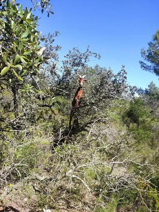 Chevres de la garrigue - St Pons Mauchiens 5