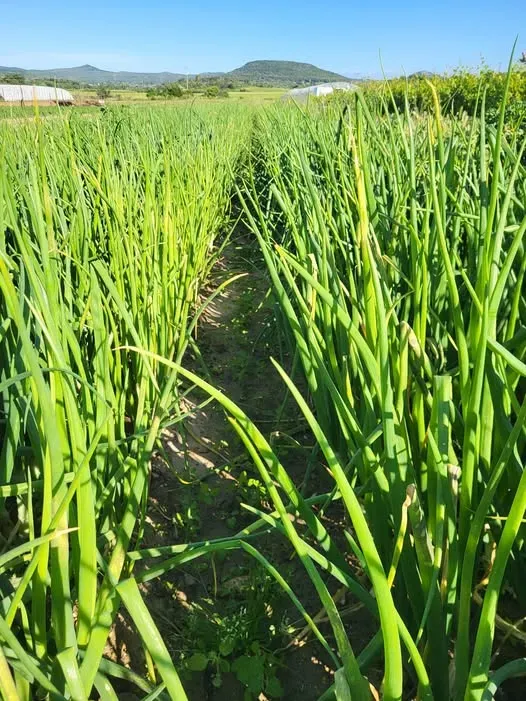 GAEC Cabonne - Adissan 2