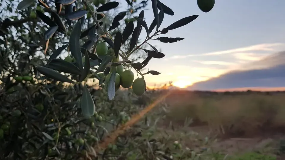 Pizana olive 1
