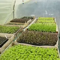 Potager Montagnac 3