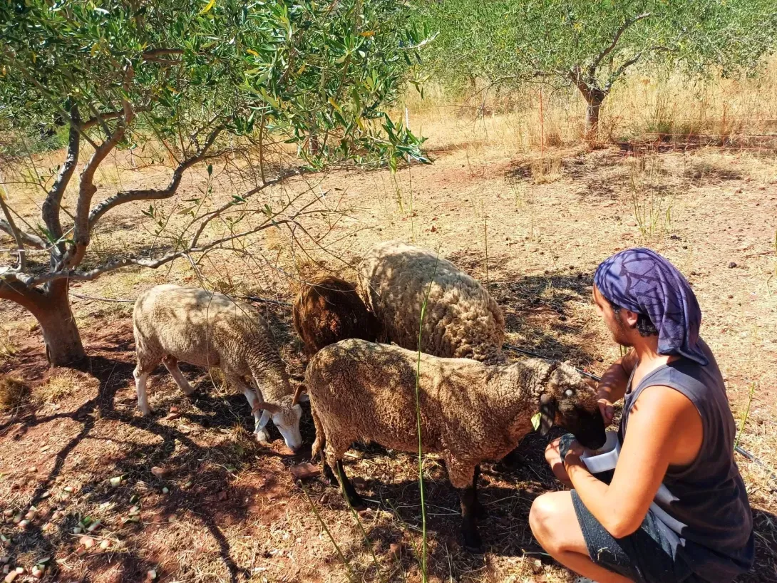 Culture naturelle, des crottes de moutons pour engrais