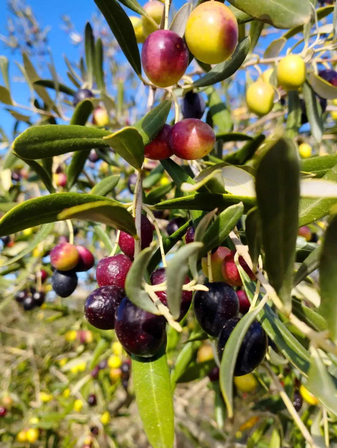 Les olives